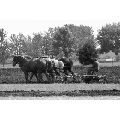 Draft Horses Disking by Nnehring
