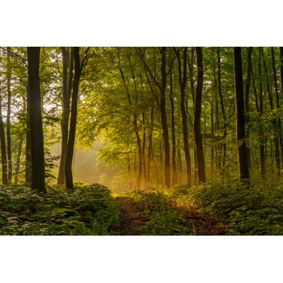 Coucher de soleil dans la forêt