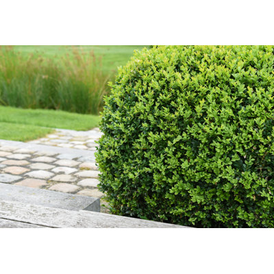 " Boxwood Plant " by Napa74