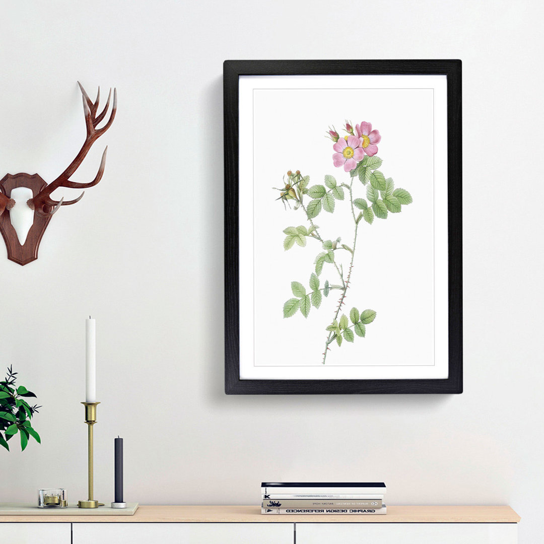 Sweetbriar Roses in Pink by Pierre-Joseph Redoute - Picture Frame Art Prints