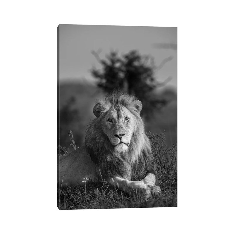 Lionking by Anders Jorulf - Wrapped Canvas Print, 30.48cm H x 20.32cm W x 1.91cm D