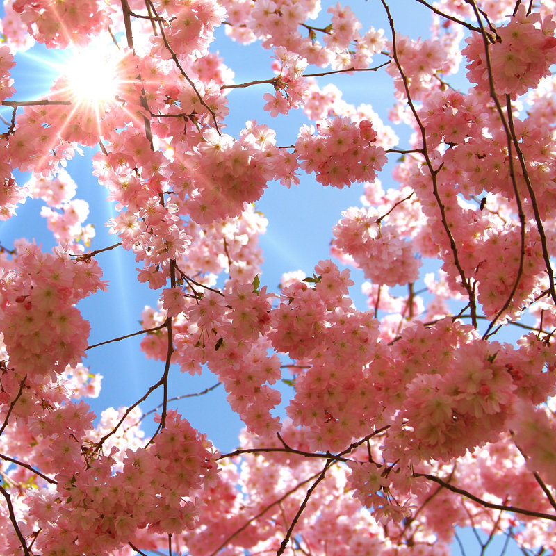 «Japanese Cherry Blossoms» par Mike Richter - photographie sur toile tendue, H 12 po x l 12 po