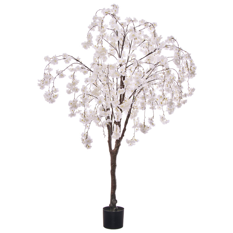 Cerisier 6 pi, Cerisier blanc qui pleure