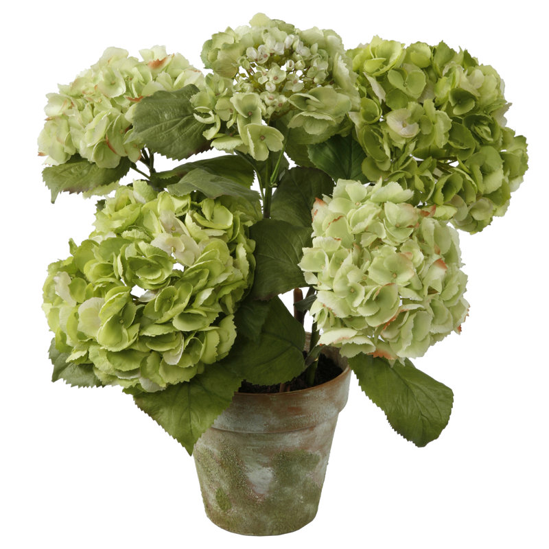 Hydrangea Arrangement in Pot