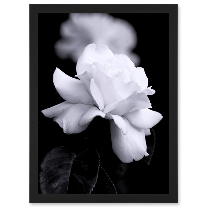 Nature Black White Rose Petal Flower - Single Picture Frame Print