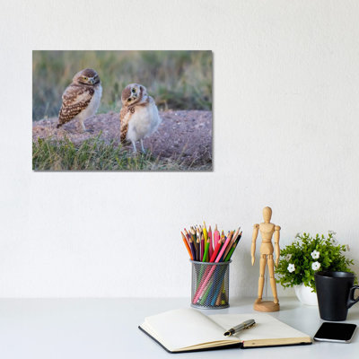 " USA, Wyoming, Sublette County. Two Young Burrowing Owls Stand At The Edge Of Their Natal Burrow " by Elizabeth Boehm