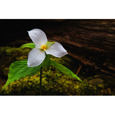 White Trillium - Photographie sur toile tendue