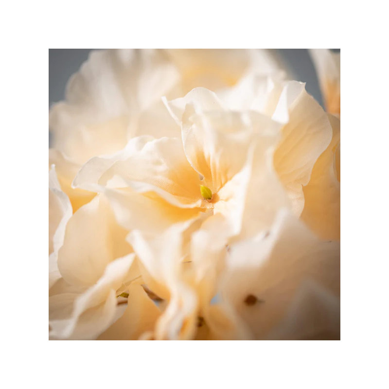 27.5" Cream Hydrangea