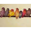 Napperon contemporain de style famille d'oiseaux jaunes | Décoration intérieure