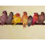 Napperon contemporain en polyester jaune oiseau | Décoration intérieure