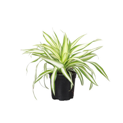Live Spider Plant