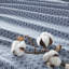 Ensemble de draps pour lit très grand 100% coton 144TC-108513205-108513209