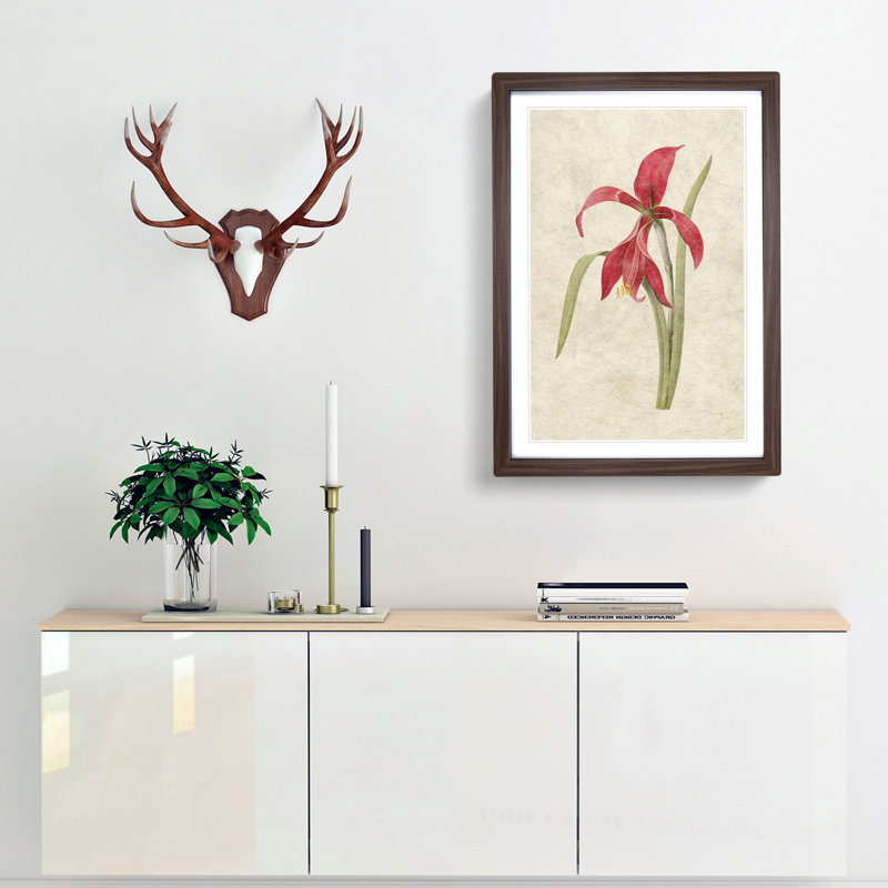 Amaryllis Flower by Pierre-Joseph Redoute - Single Picture Frame Painting, Walnut Framed, 33cm H x 24cm W x 2cm D