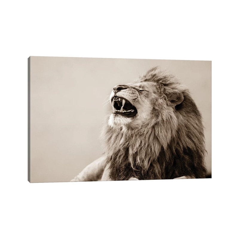 Lion 1 Piece Wrapped Canvas Wall Art, 20.32 cm H x 30.48 cm W