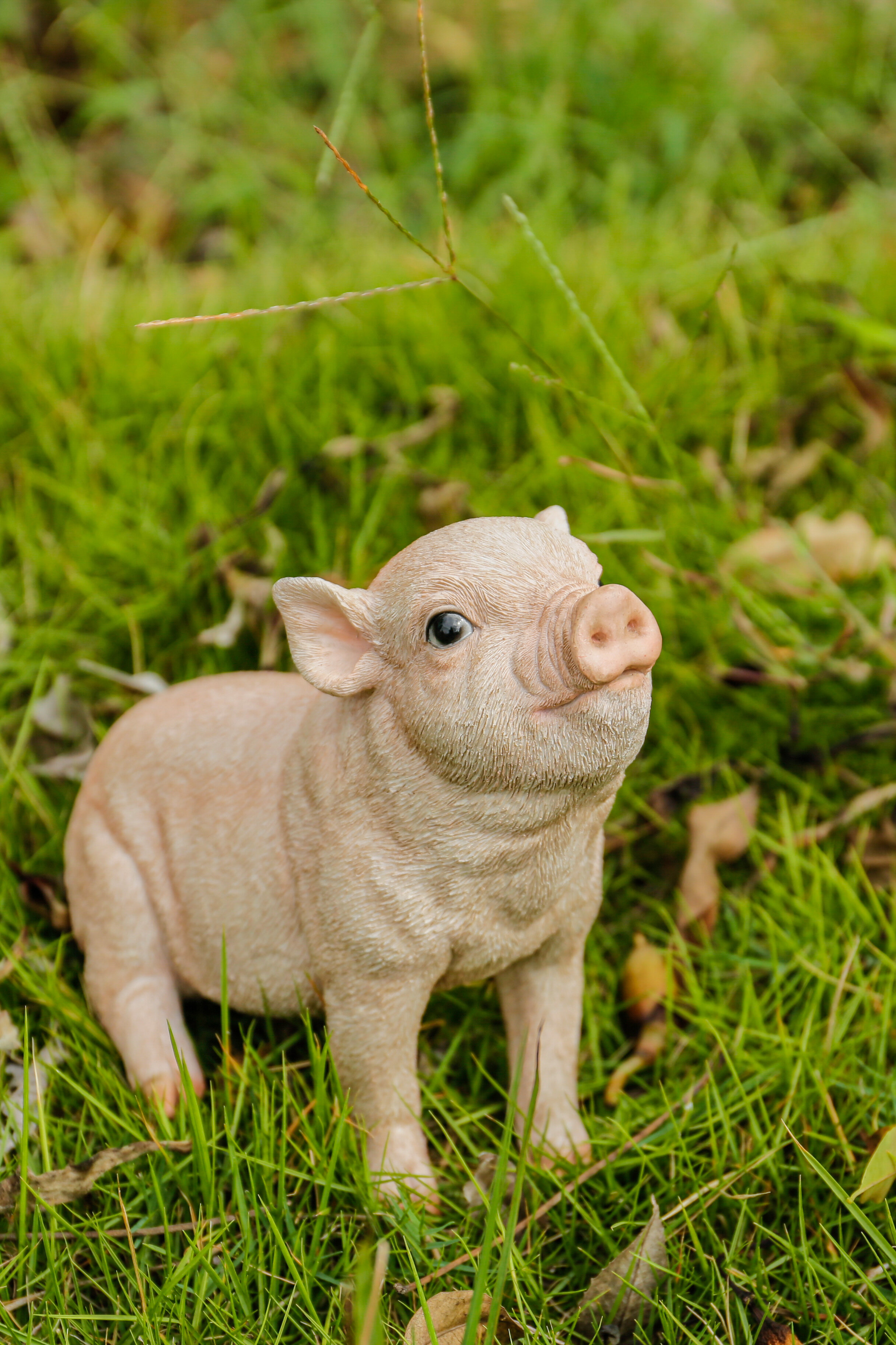 Bébé cochon assis