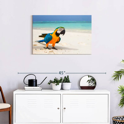 Brampt Macaw On White Sand