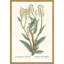 Plantes botaniques III S / 2