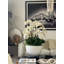 White Orchids In Glossy Fiberglass Bowl-656542986
