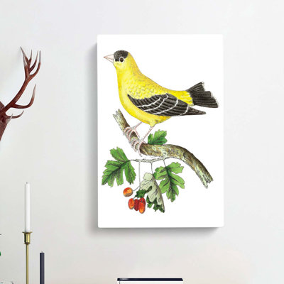 Golden Finch by George Shaw - Wrapped Canvas
