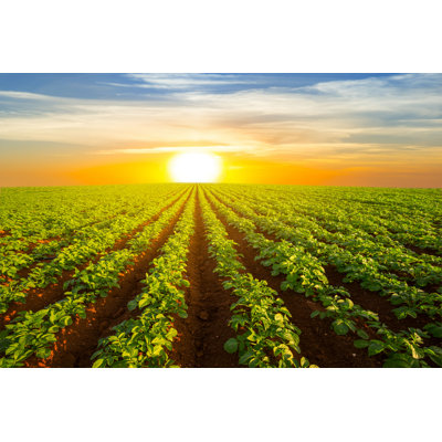 " Potato Field At Sunset "