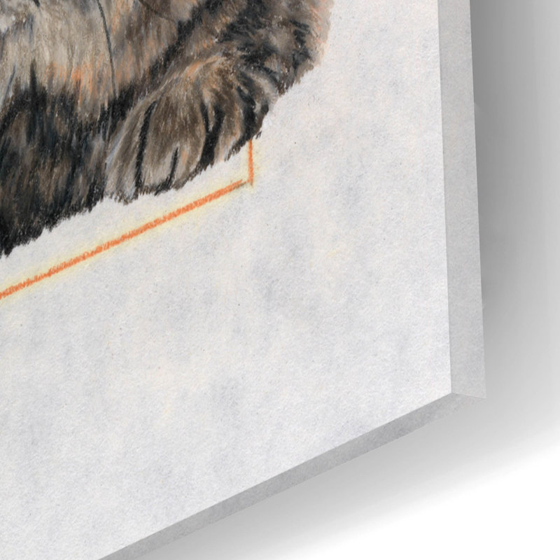 «Exotic Shorthair» par Barbara Keith - impression non encadrée, H 16 po x l 12 po x P 0,13 po