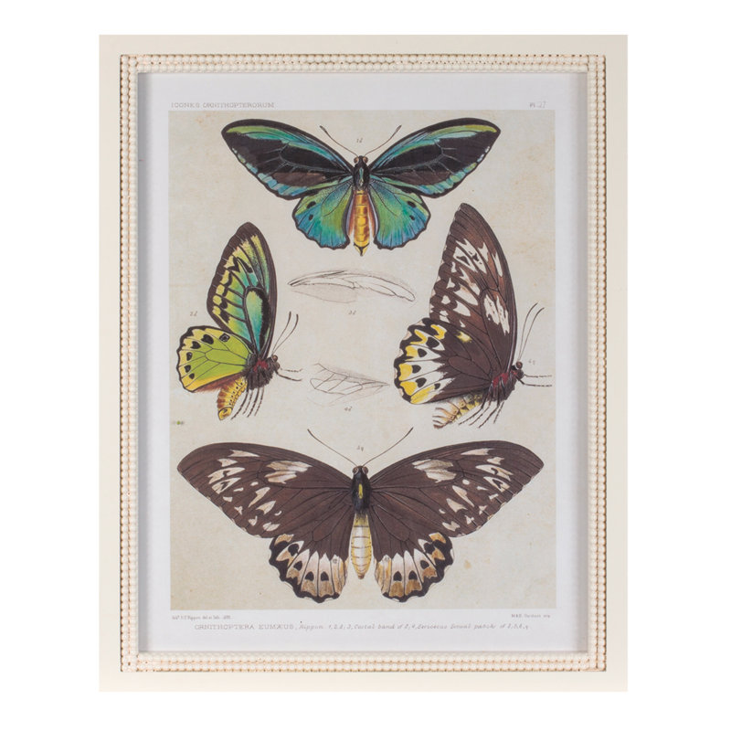 Reproduction encadrée encadrée de papillon