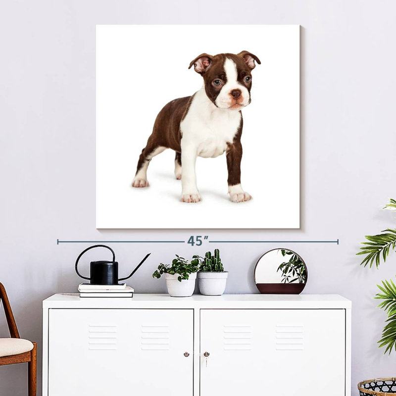 Crowle Baby Boston Terrier, 33" H x 33" W