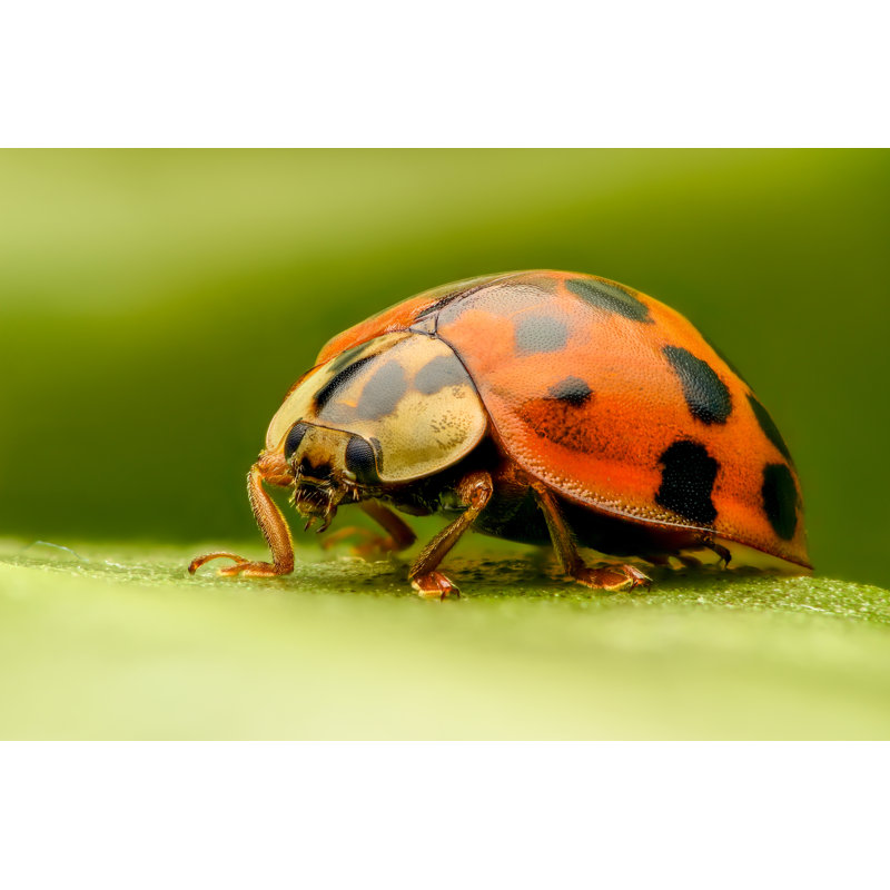Coccinelle extrême gros plan par Atanasbozhikovnasko - Photographie sur toile tendue, L 12 po x H 8 po