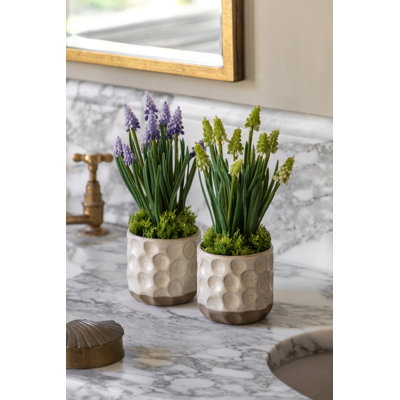 Spring Hydrangea White in Ceramic Pots