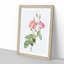Anemone Rose In Pink by Pierre-Joseph Redoute - Single Picture Frame Painting-55544817-55544815