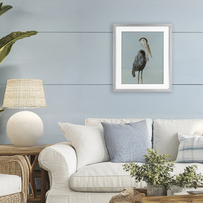 Coastal Pelican