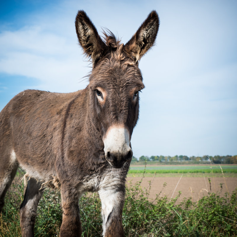 Donkey - Wrapped Canvas Print, 122cm H x 122cm W x 3.8cm D