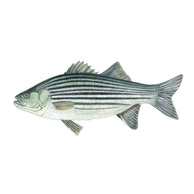 Striped Bass' Watercolor Painting Print Millwood Pines Format: Wrapped Canvas, Size: 12 H x 16 W x 1.5 D