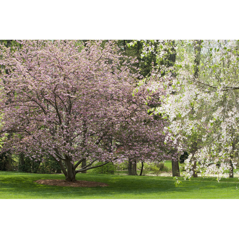 Spring Tree Blooms 1 Piece Wrapped Canvas Wall Art, 8"H x 12"W