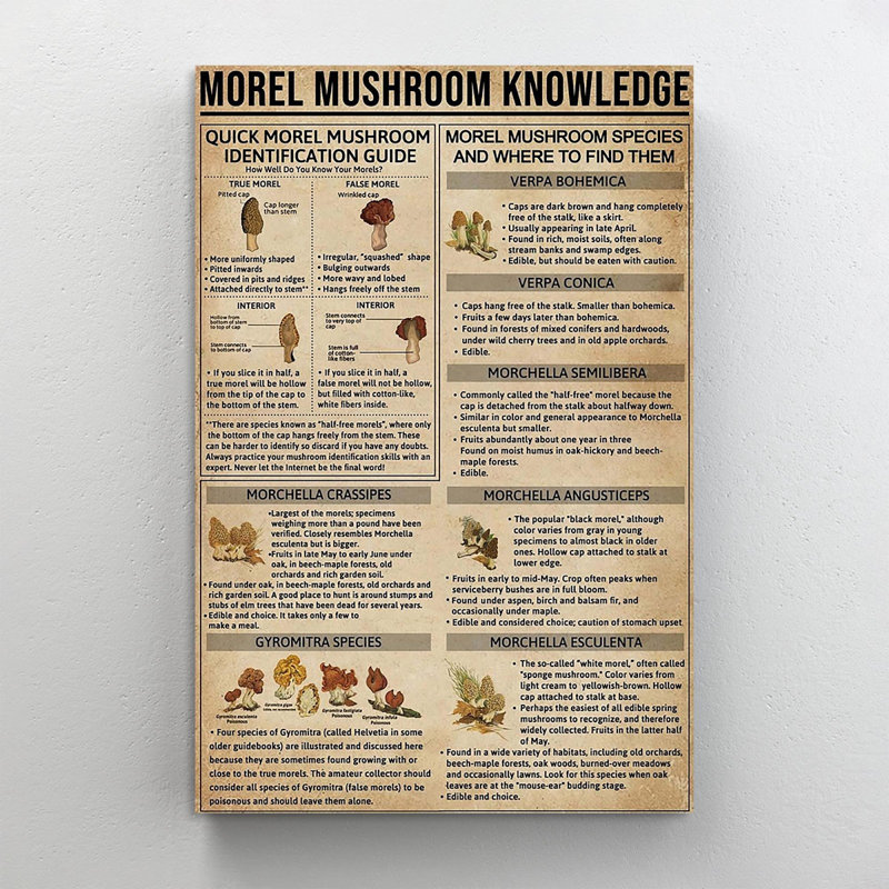 Morel - Connaissances sur champignon - impression sur toile tendue, H 14 po x l 11 po x P 1,25 po