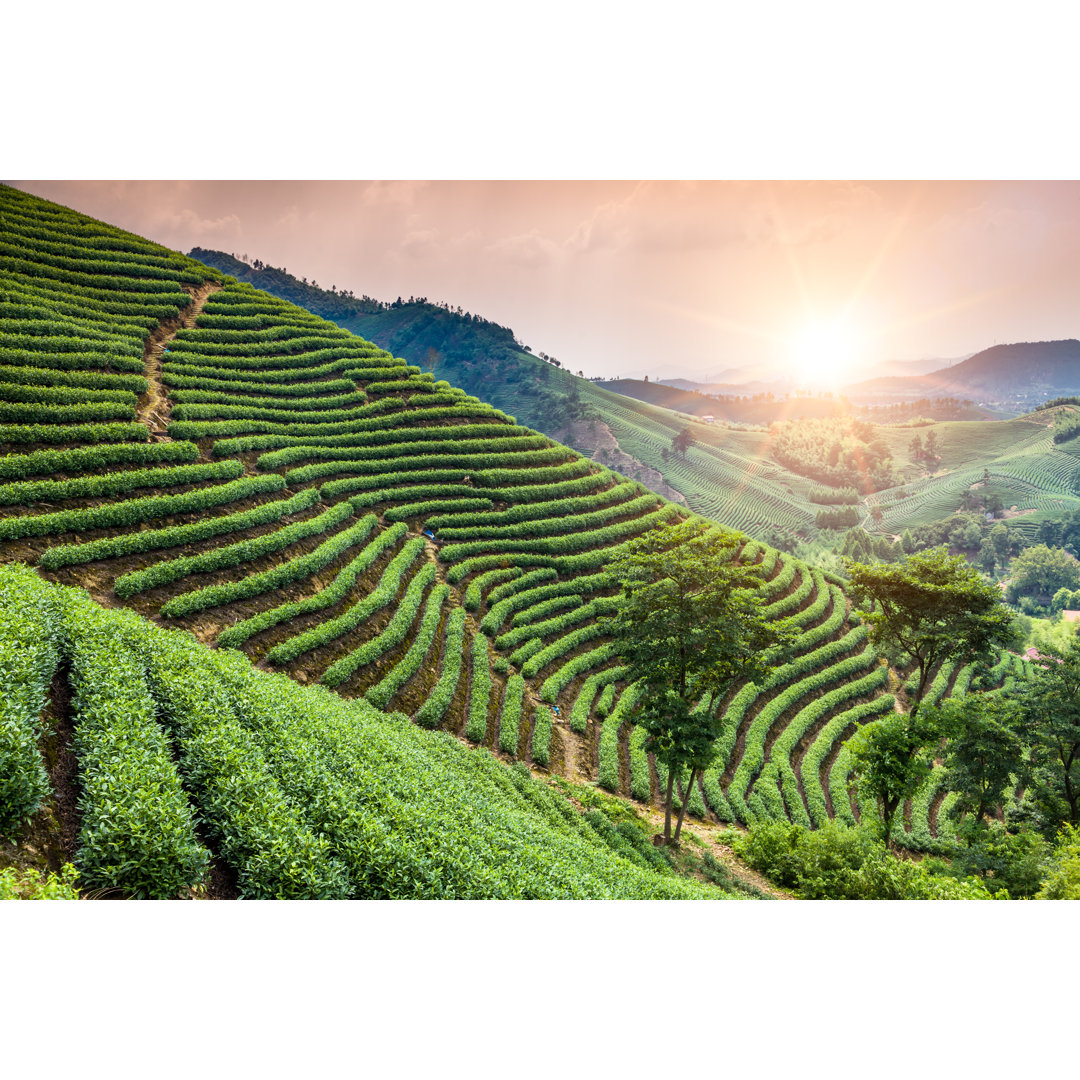 Leinwandbild Panoramablick auf den Teegarten auf den Hügeln in China