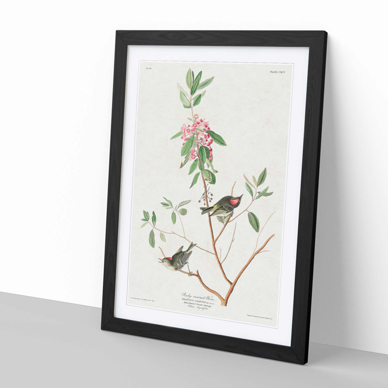 Ruby-Crowned Wren by John James Audubon - Picture Frame Graphic Art Print, Black, 76cm H x 50cm W x 2cm D