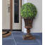 61cm Boxwood Plant
