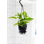 Live Golden Pothos Plant in Hanging Pot