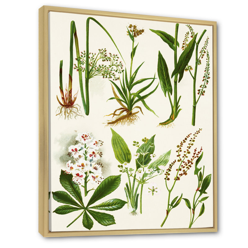 Ensemble de plantes Herbal - Décoration murale traditionnelle sur toile, H 20 po x l 12 po x P 1 po, Cadre flottant brun