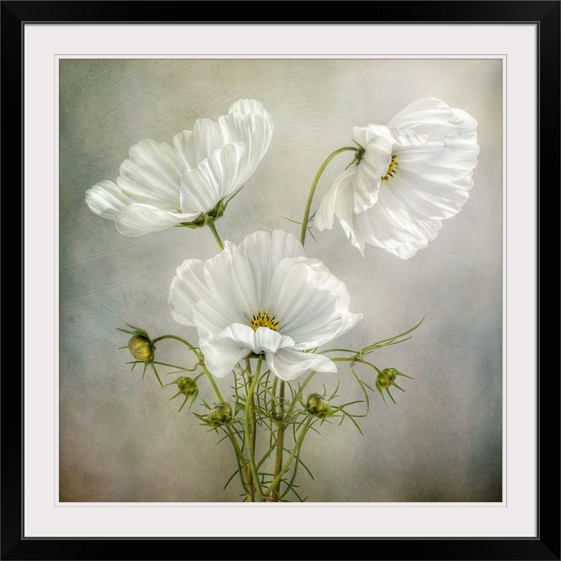 «Straub 'Cosmos Charm» par Mandy Disher, reproduction de photo, H 20 po x l 20 po x P 1,5 po, Toile