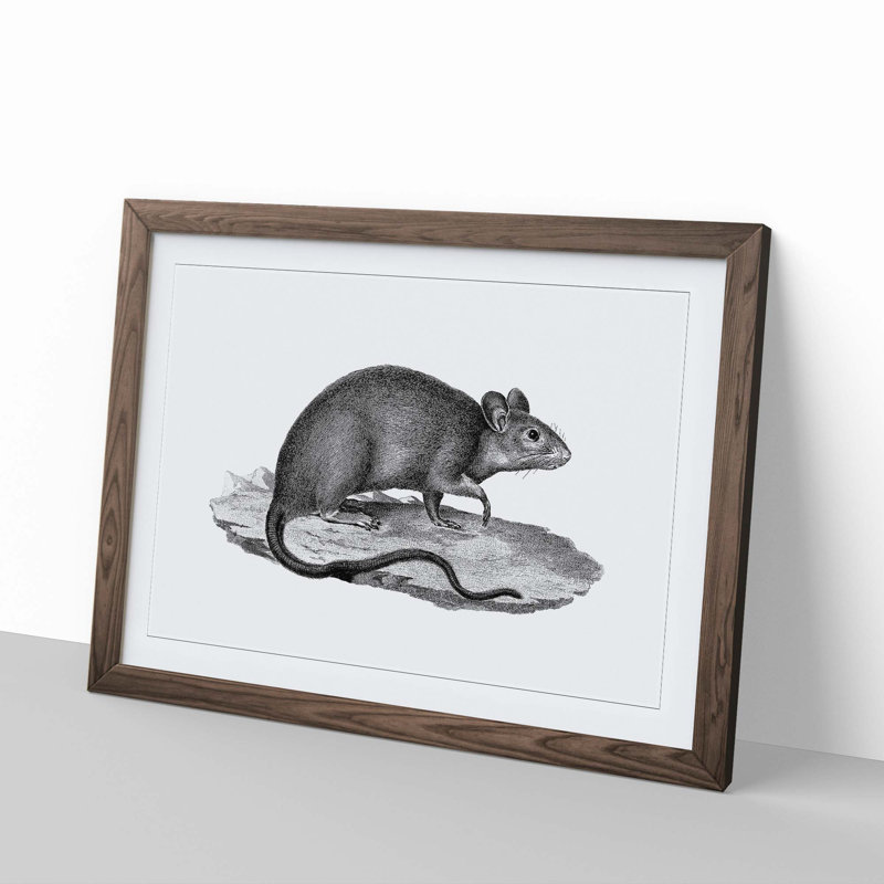 Rat Illustration - Framed Print, 27cm H x 36cm W x 2cm D, Walnut Framed