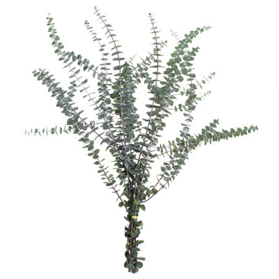 30'' Branch