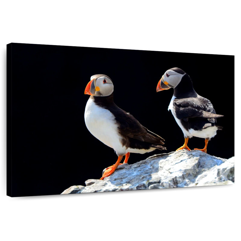 Brampt Farne Islands Puffin Birds