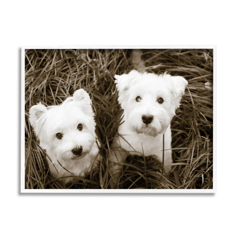 «White Terrier Puppies» par Jim Dratfield, H 11 po x l 14 po x P 1,5 po, Giclée encadrée blanc bord de mer