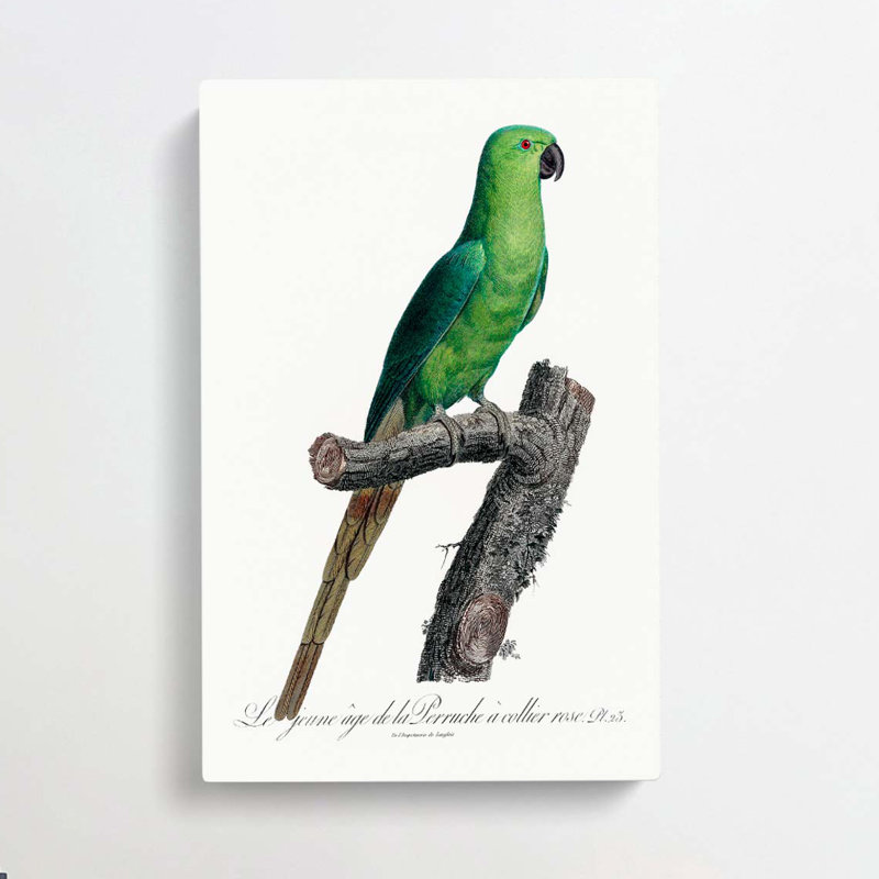 The Rose-Ringed Parakeet by F. Levaillant - Wrapped Canvas, 50cm H x 35cm W x 3cm D