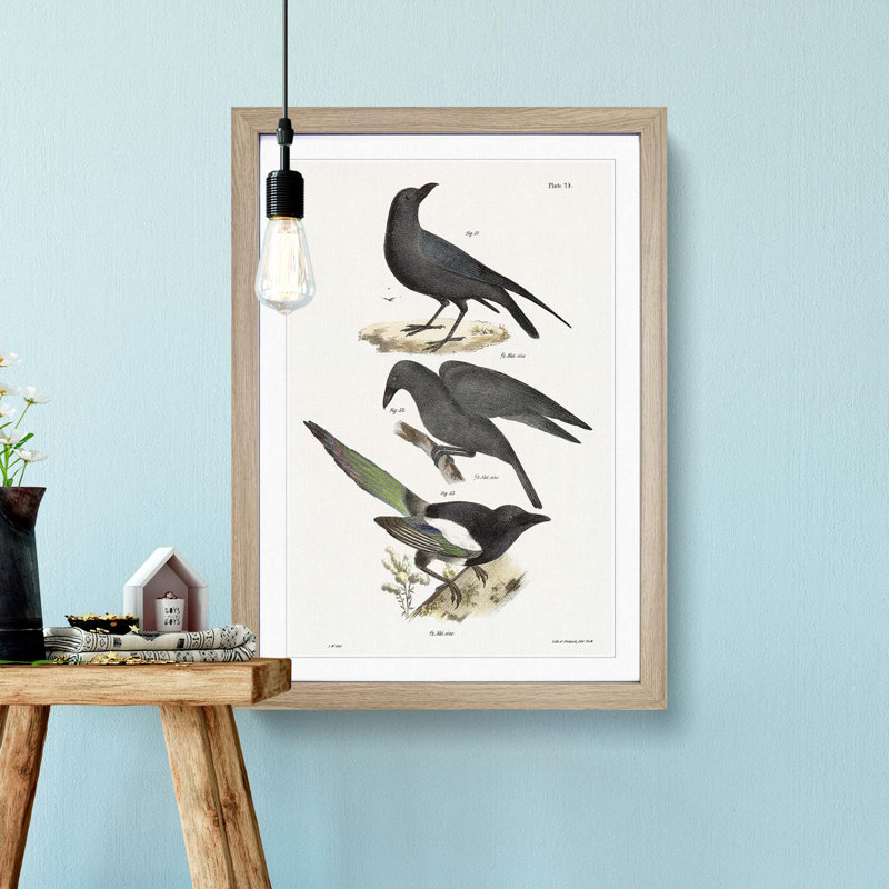 Raven, Crow and Magpie by J.E. De Kay - Framed Print, Oak Framed, 48cm H x 36cm W x 2cm D