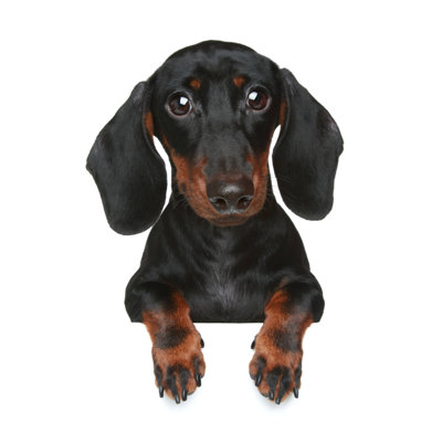 Mini Dachshund 1 Piece Wrapped Canvas Wall Art