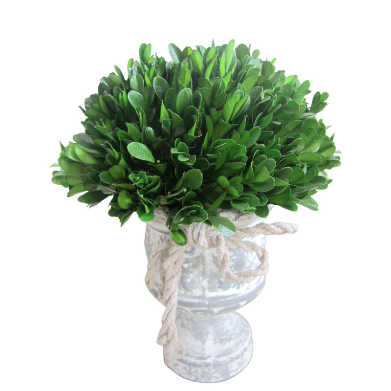 11 " H Faux Boxwood Topiary in Ceramic Urn