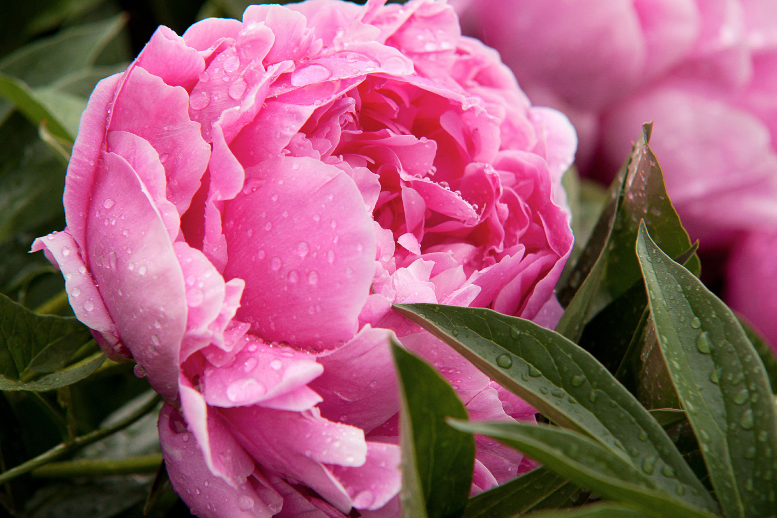 Ebern Designs Erondelle Pink Peony by - Wrapped Canvas Photograph | Wayfair
